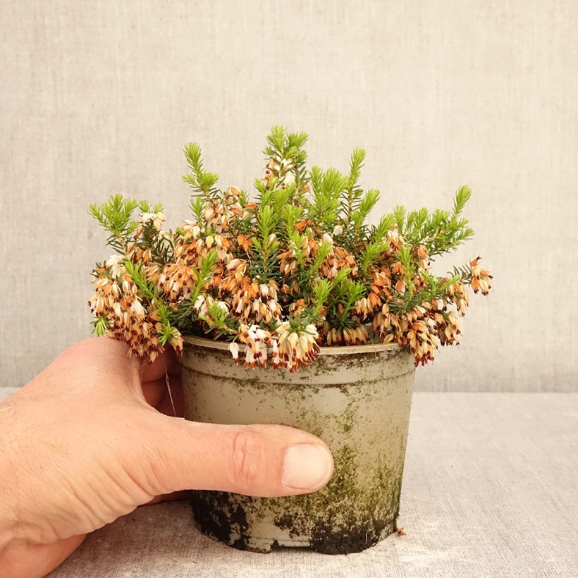 Erica cinerea f. alba Alba Vaso da Ø 12 cm / 13 cm esemplare consegnato in primavera