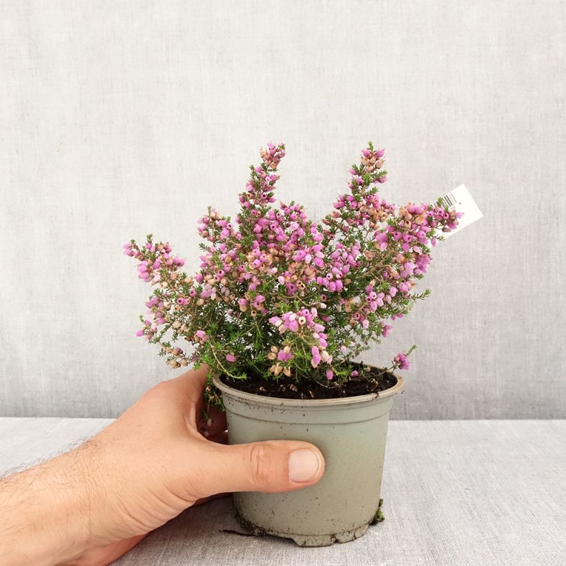 Esemplare di Erica cinerea Pallas Vaso da Ø 10 cm/11 cm come consegnato in autunno