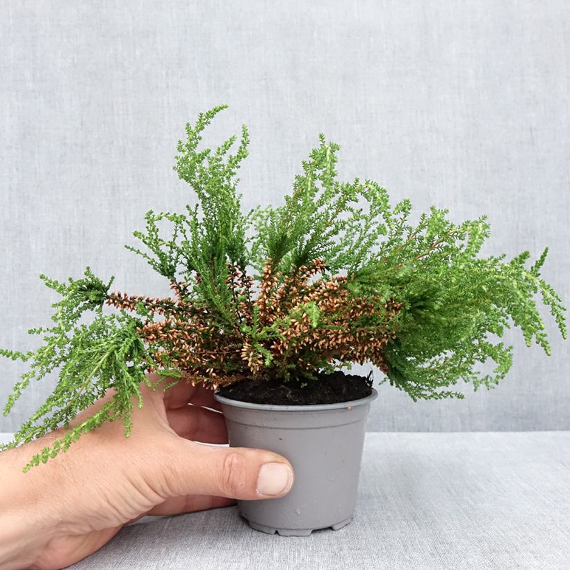Example of Erica cinerea Vaso da Ø 10 cm/11 cm as you get in printemps
