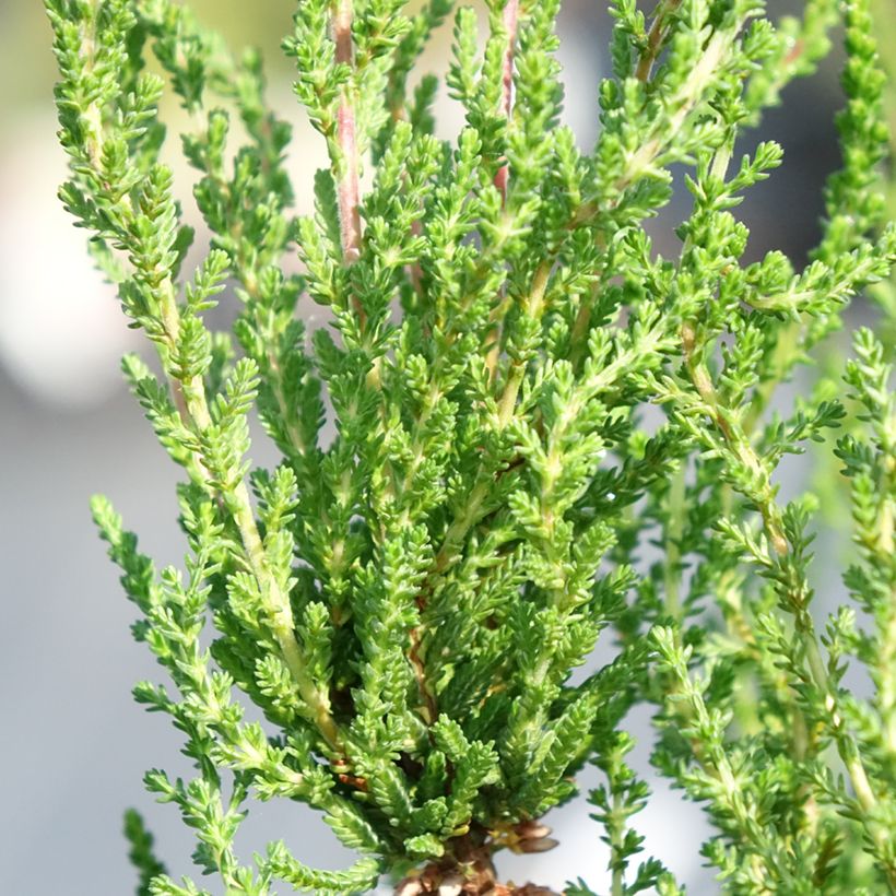 Erica cinerea (Foliage)