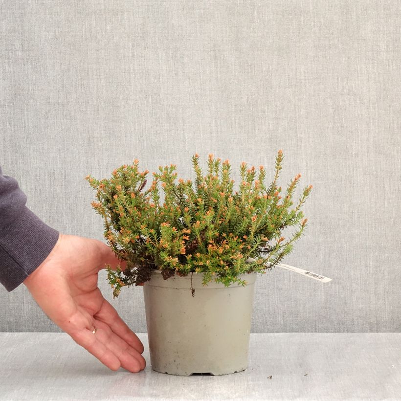 Example of Erica williamsii Ken Wilson Vaso da 1,5L/2L as you get in printemps