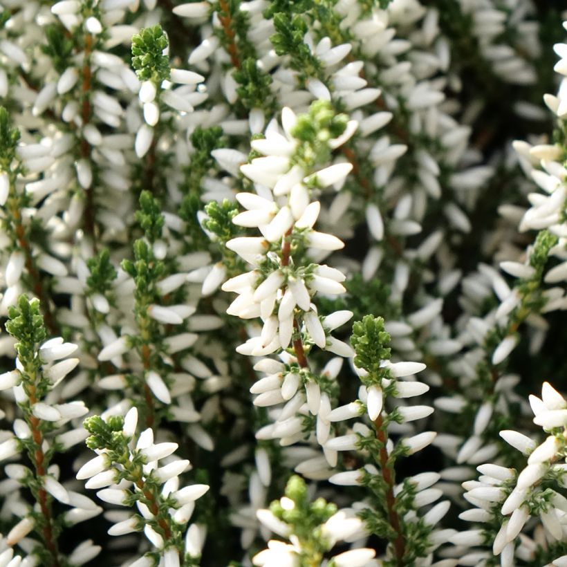 Calluna vulgaris Garden Girls Alicia - Brugo (Fioritura)