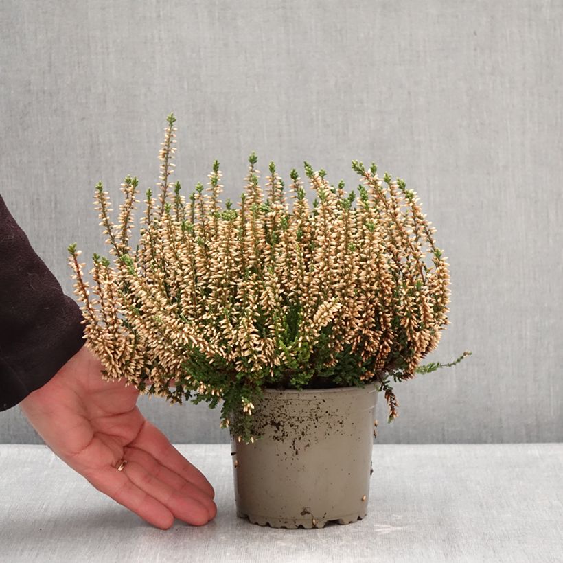 Calluna vulgaris Garden Girls Alicia - Brugo Vaso da 1L/1,5L esemplare consegnato in inverno
