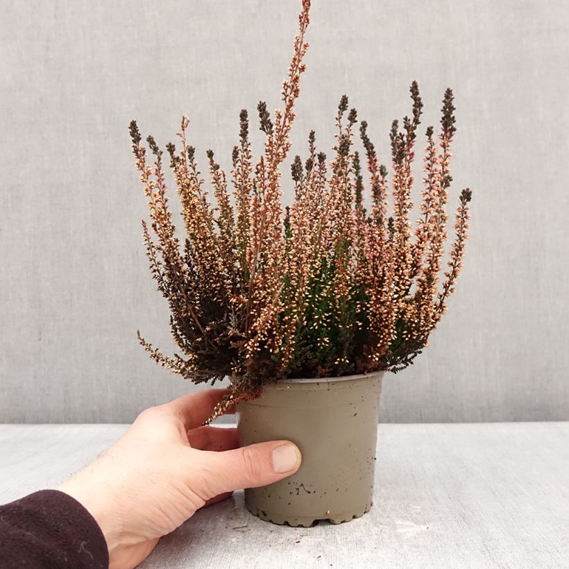 Example of Calluna vulgaris Garden Girls Amethyst - Brugo Vaso da 1L/1,5L as you get in hiver