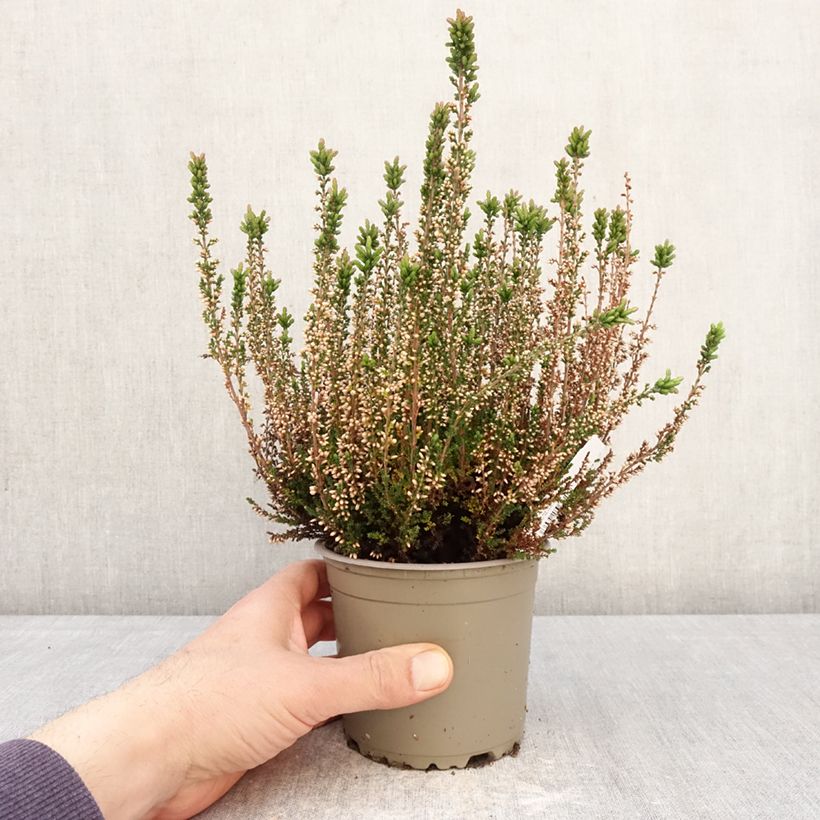 Calluna vulgaris Garden Girls Amethyst - Brugo Vaso da 1L/1,5L esemplare consegnato in primavera
