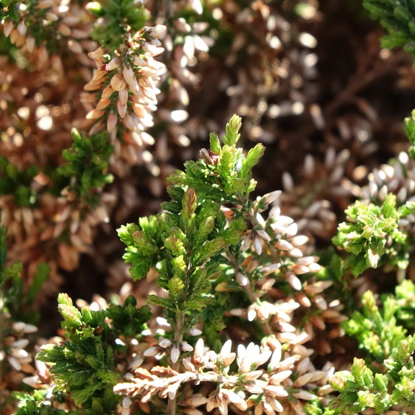 Calluna vulgaris Garden Girls Angie - Brugo (Fogliame)