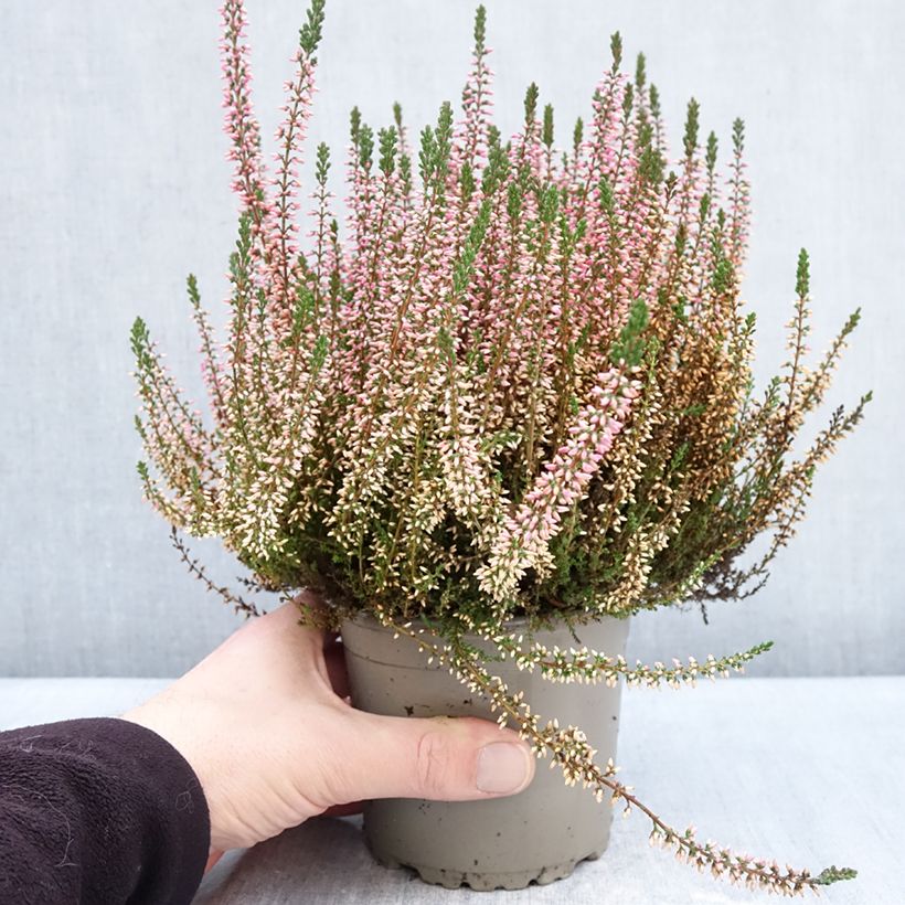 Example of Calluna vulgaris Garden Girls Angie - Brugo Vaso da 1L/1,5L as you get in hiver
