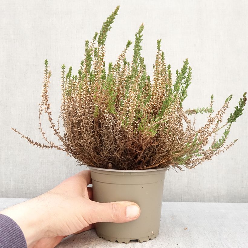 Calluna vulgaris Garden Girls Angie - Brugo Vaso da 1L/1,5L esemplare consegnato in primavera