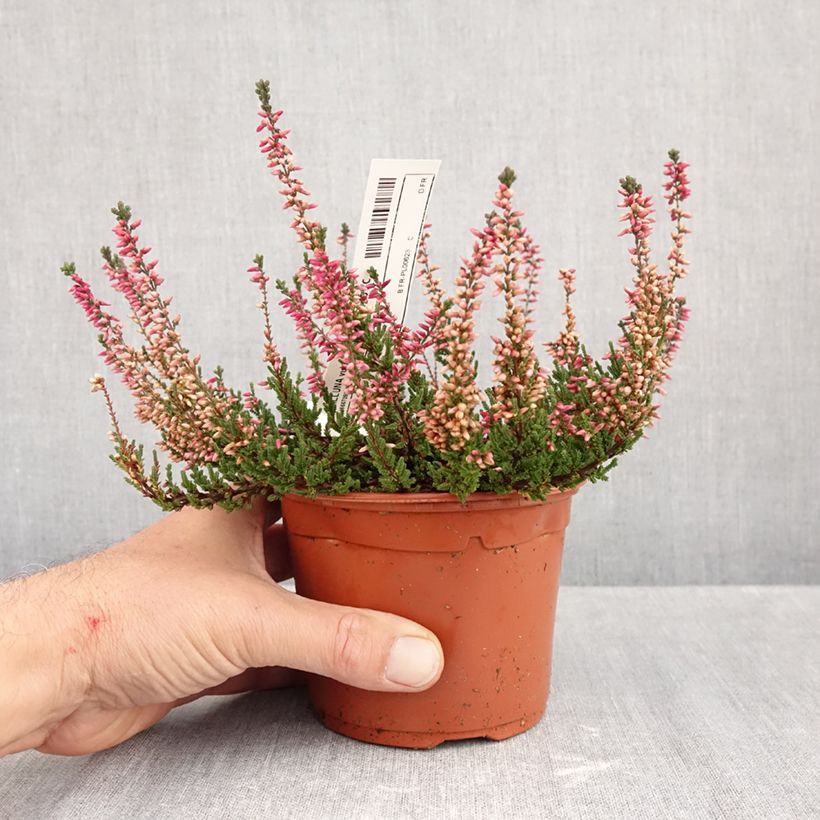 Esemplare di Calluna vulgaris Garden Girls Athene - Brugo Vaso da 1L/1,5L come consegnato in autunno