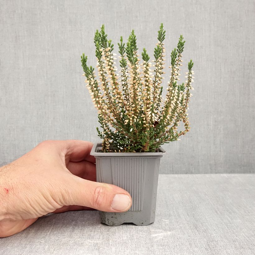 Esemplare di Calluna vulgaris Garden Girls Bettina - Brugo Vasetto da 8/9 cm come consegnato in autunno