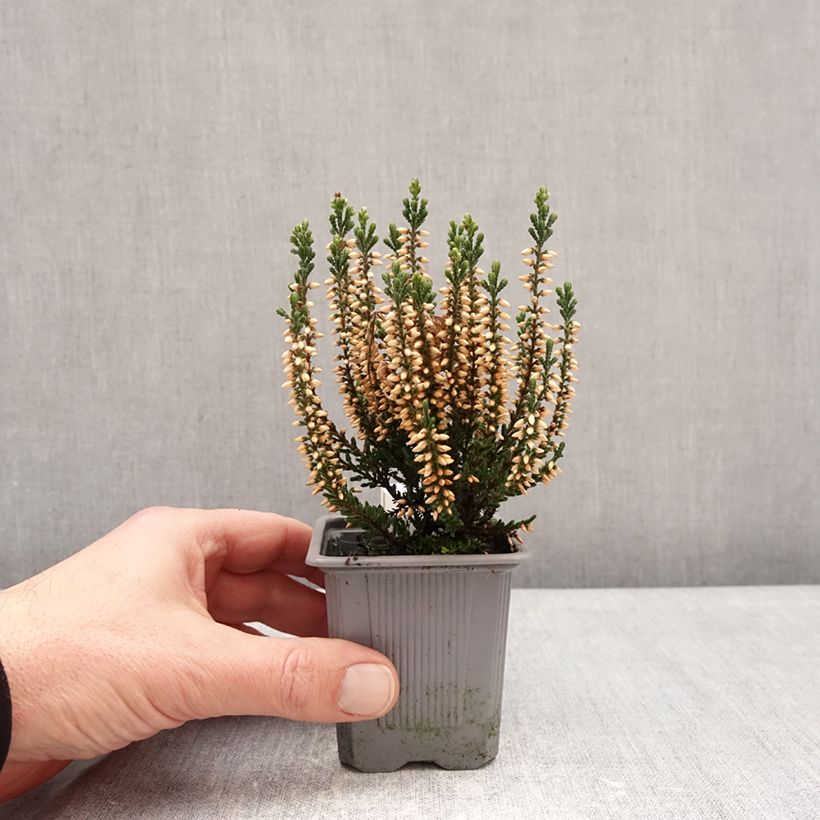 Calluna vulgaris Garden Girls Bettina - Brugo Vasetto da 8/9 cm esemplare consegnato in inverno