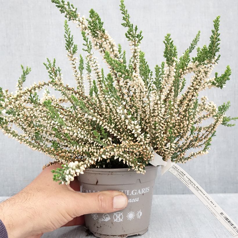 Esemplare di Calluna vulgaris Garden Girls Bettina - Brugo Vaso da 1L/1,5L come consegnato in autunno