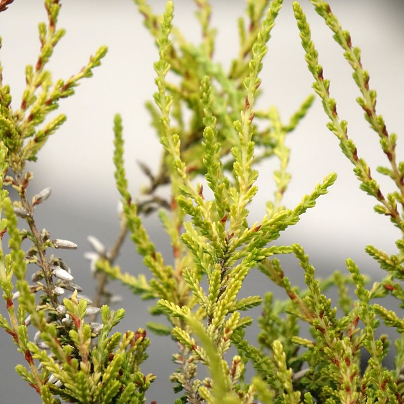 Calluna vulgaris Garden Girls Golden Angie - Brugo (Fogliame)