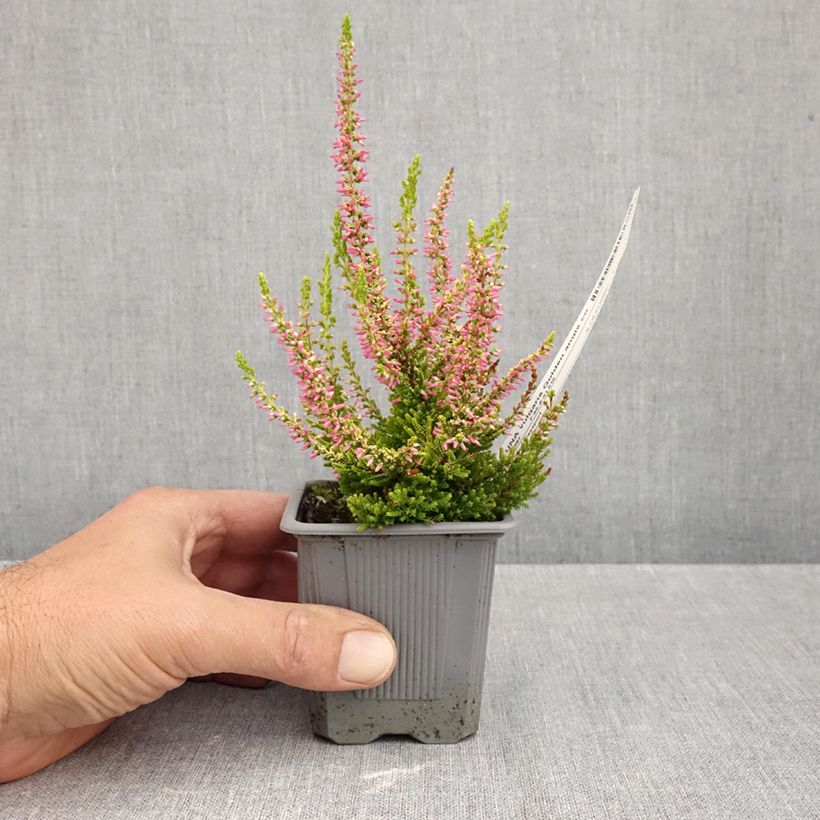 Esemplare di Calluna vulgaris Garden Girls Golden Angie - Brugo Vasetto da 8/9 cm come consegnato in autunno