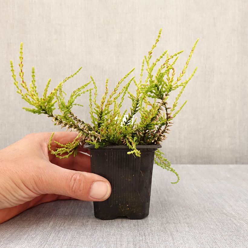 Calluna vulgaris Garden Girls Golden Angie - Brugo Vasetto da 8/9 cm esemplare consegnato in primavera