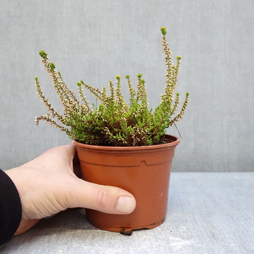 Calluna vulgaris Garden Girls Golden Angie - Brugo Vaso da 1L/1,5L esemplare consegnato in inverno