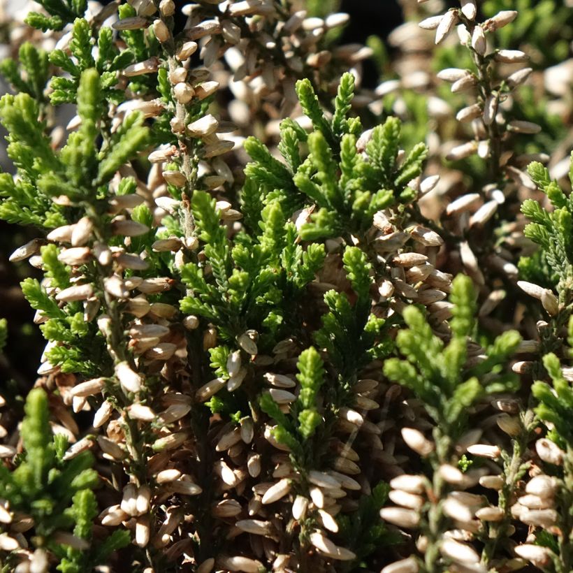 Calluna vulgaris Garden Girls Helena - Brugo (Fogliame)