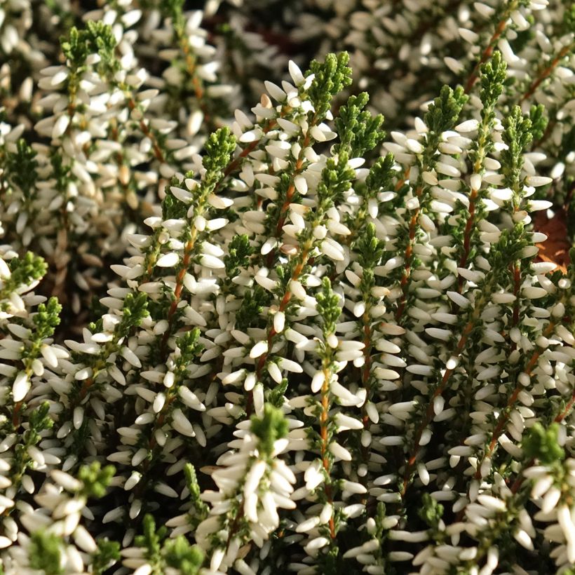 Calluna vulgaris Garden Girls Helena - Brugo (Flowering)