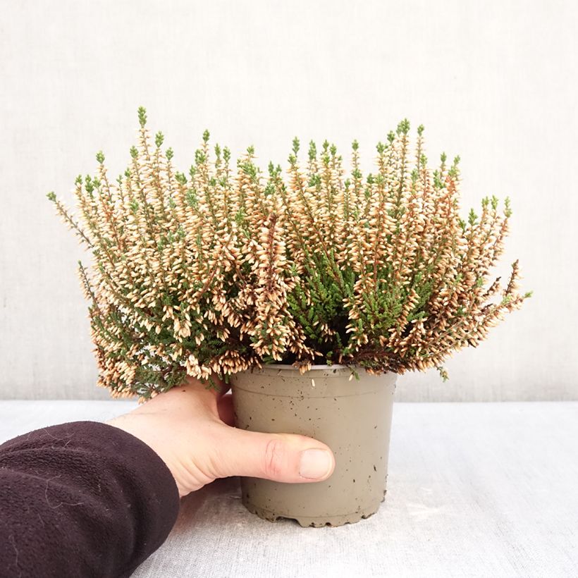 Example of Calluna vulgaris Garden Girls Helena - Brugo Vaso da 1L/1,5L as you get in hiver