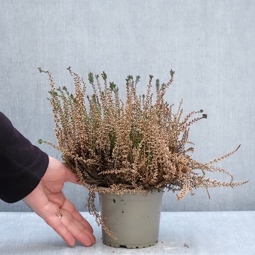 Calluna vulgaris Garden Girls Lioba - Brugo Vaso da 1L/1,5L esemplare consegnato in inverno