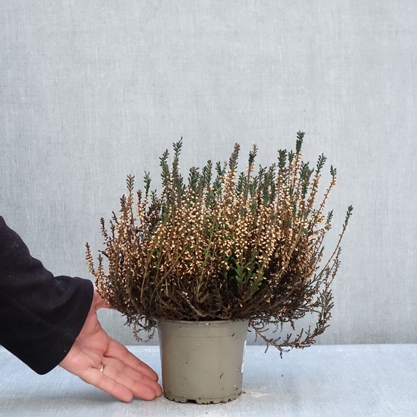Example of Calluna vulgaris Garden Girls Lisbeth - Brugo Vaso da 1L/1,5L as you get in hiver