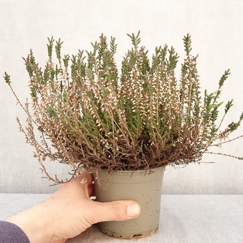 Calluna vulgaris Garden Girls Lisbeth - Brugo Vaso da 1L/1,5L esemplare consegnato in primavera
