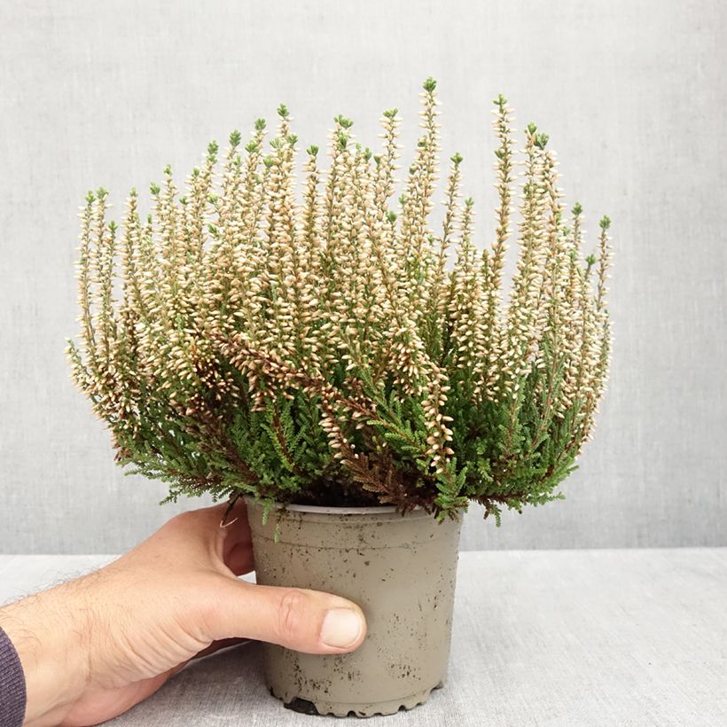 Esemplare di Calluna vulgaris Garden Girls Madonna - Brugo Vaso da 1L/1,5L come consegnato in autunno
