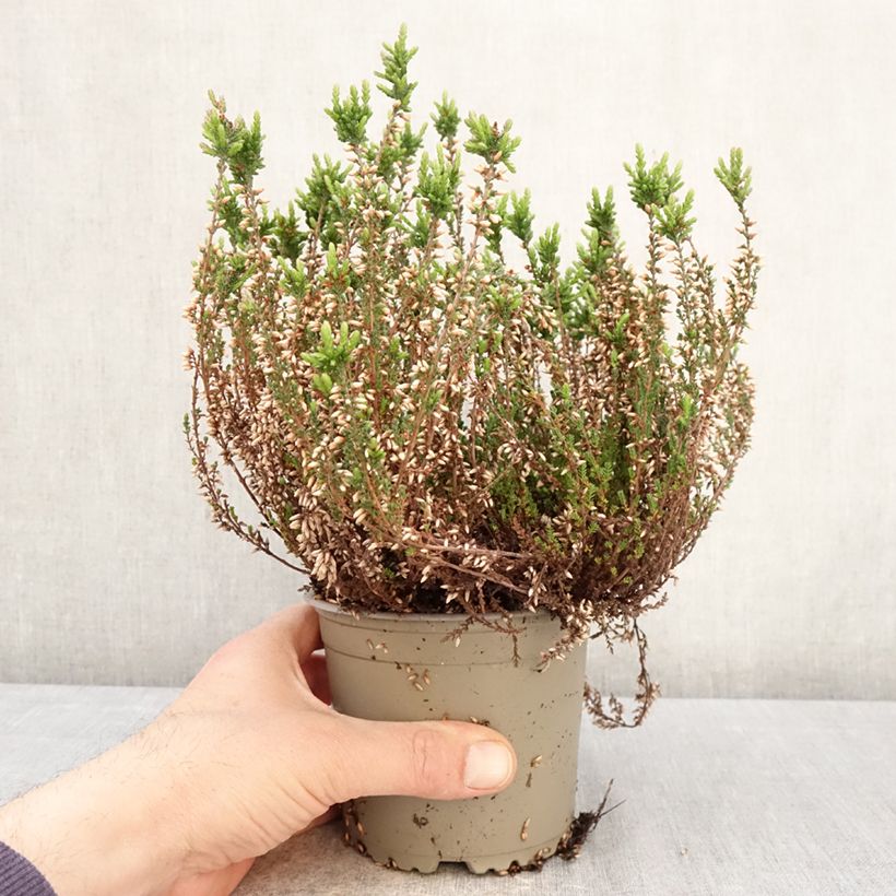 Calluna vulgaris Garden Girls Martina - Brugo Vaso da 1L/1,5L esemplare consegnato in primavera