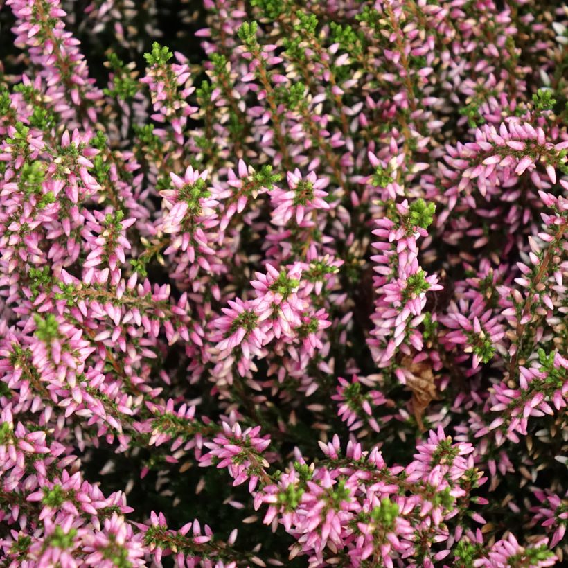 Calluna vulgaris Garden Girls Pink Angie - Brugo (Fioritura)