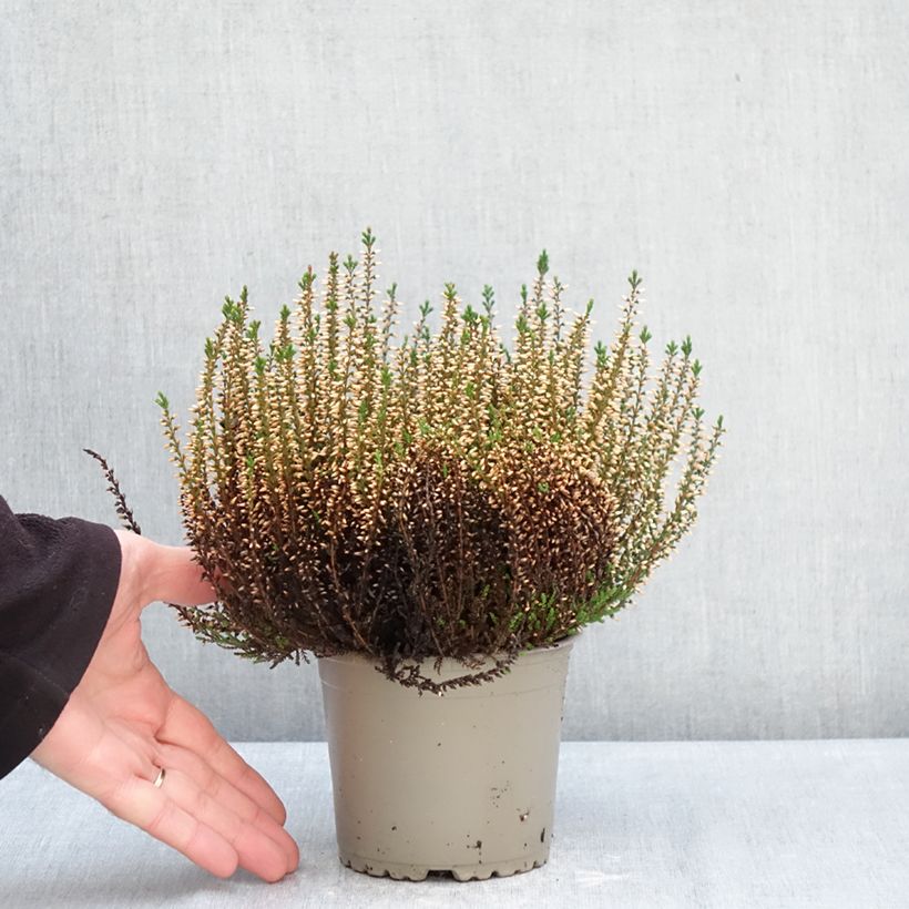 Calluna vulgaris Garden Girls Pink Angie - Brugo Vaso da 1L/1,5L esemplare consegnato in inverno