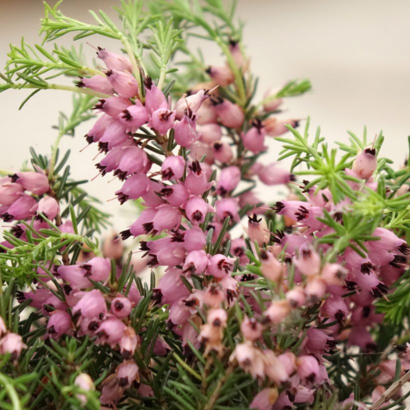 Calluna vulgaris Garden Girls Pink Bettina - Brugo (Fioritura)