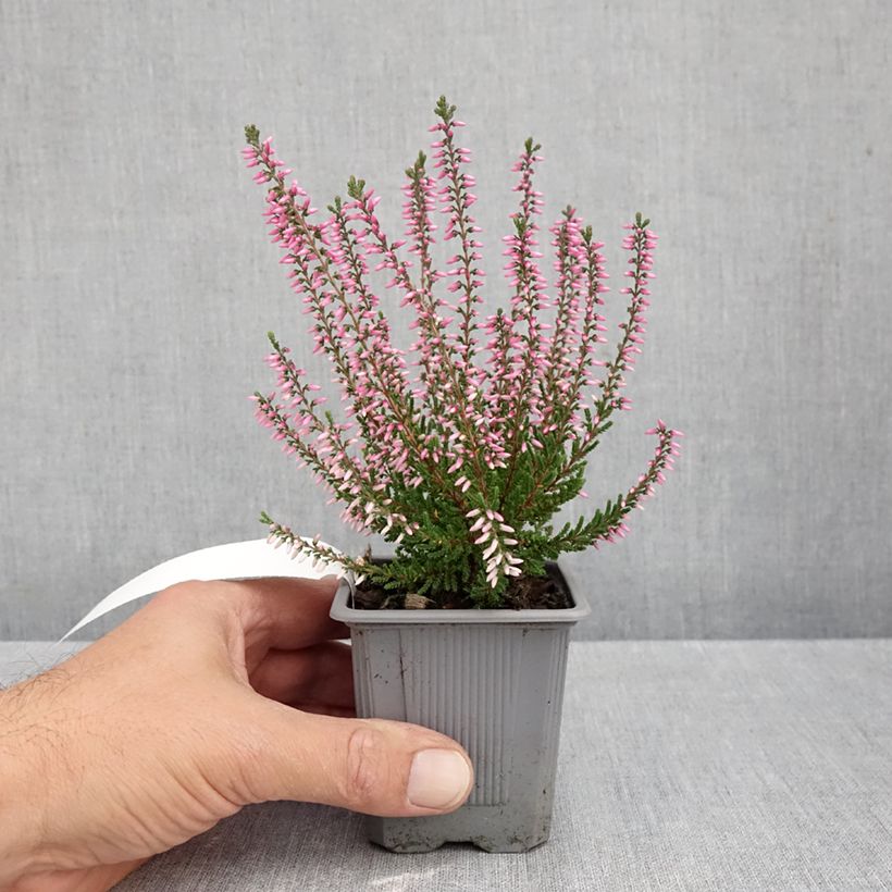 Esemplare di Calluna vulgaris Garden Girls Pink Bettina - Brugo Vasetto da 8/9 cm come consegnato in autunno