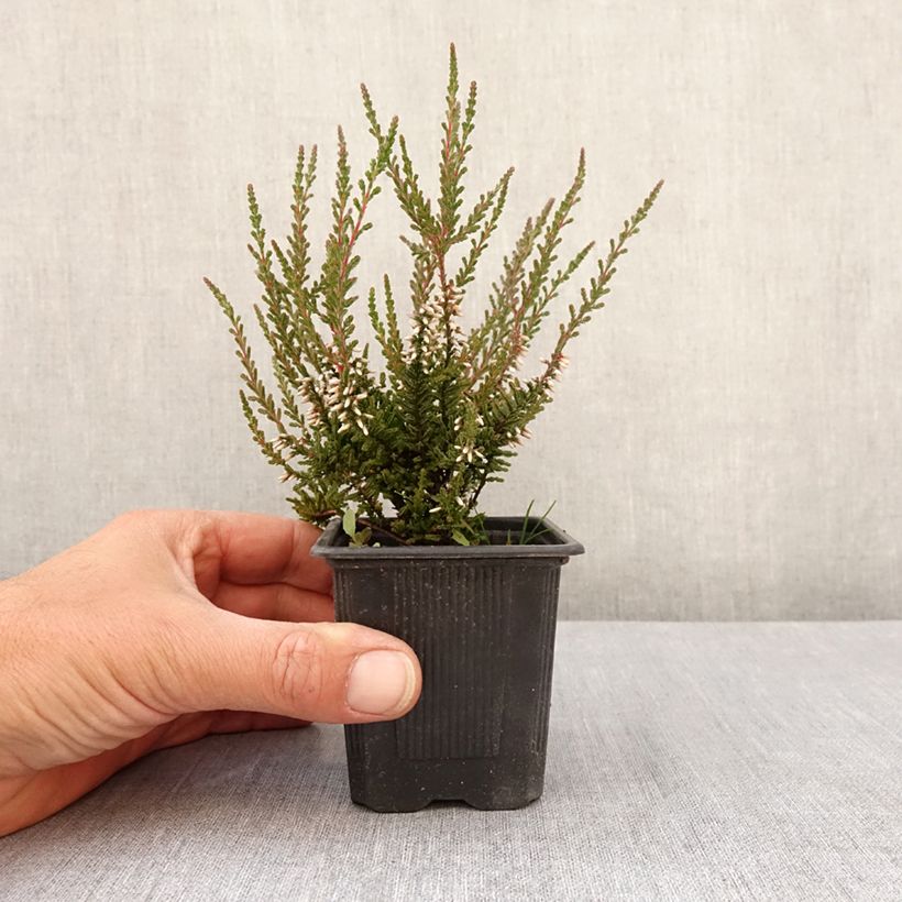 Calluna vulgaris Garden Girls Pink Bettina - Brugo Vasetto da 8/9 cm esemplare consegnato in primavera