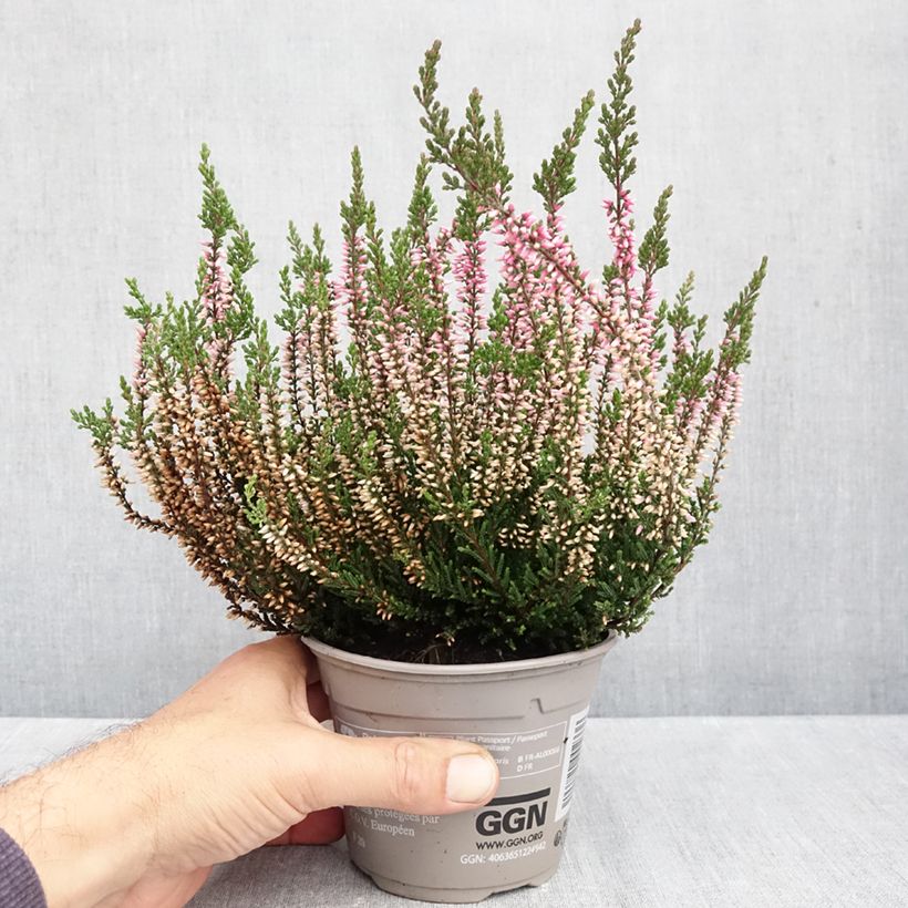 Esemplare di Calluna vulgaris Garden Girls Pink Bettina - Brugo Vaso da 1L/1,5L come consegnato in autunno