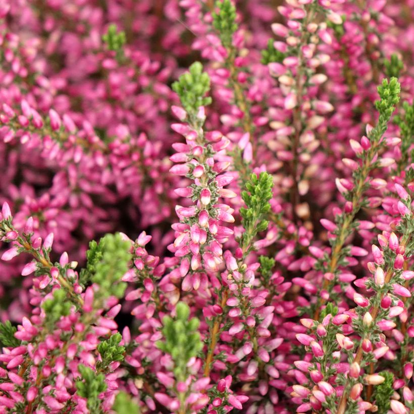 Calluna vulgaris Garden Girls Rosita - Brugo (Flowering)