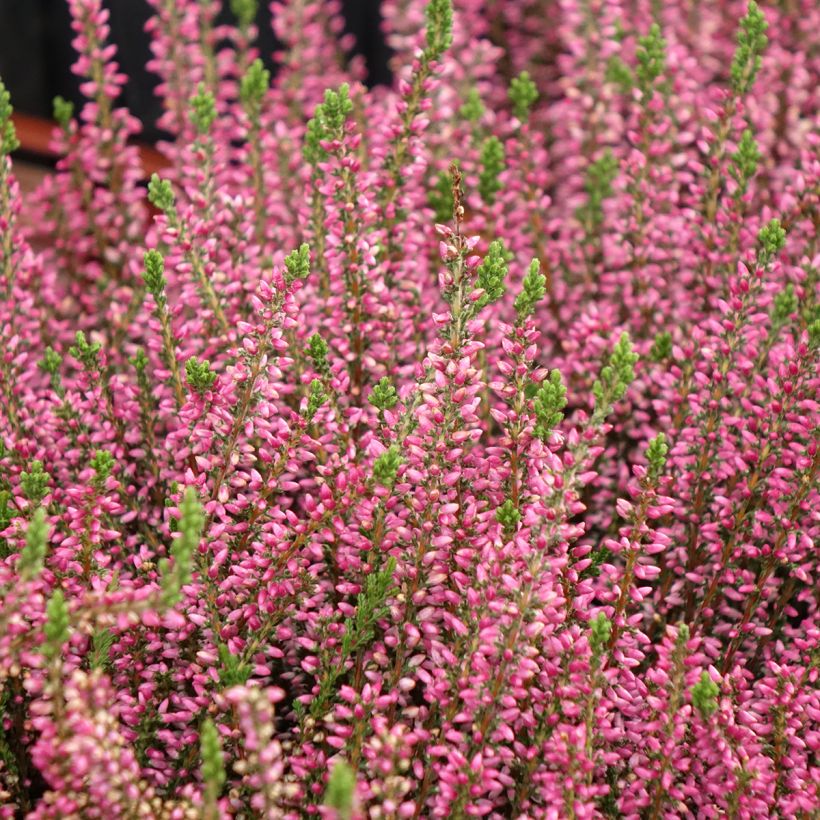 Calluna vulgaris Garden Girls Rosita - Brugo (Plant habit)