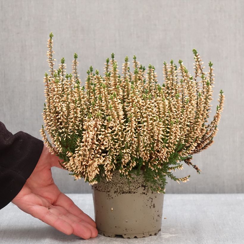 Example of Calluna vulgaris Garden Girls Rosita - Brugo Vaso da 1L/1,5L as you get in hiver