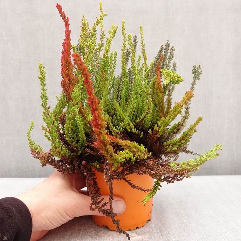 Example of Calluna vulgaris Garden Girls Sunset Fire Trio - Brugo Vaso da 1L/1,5L as you get in hiver
