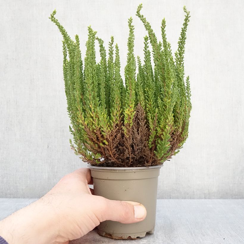 Calluna vulgaris Garden Girls Zelia - Brugo Vaso da 1L/1,5L esemplare consegnato in primavera