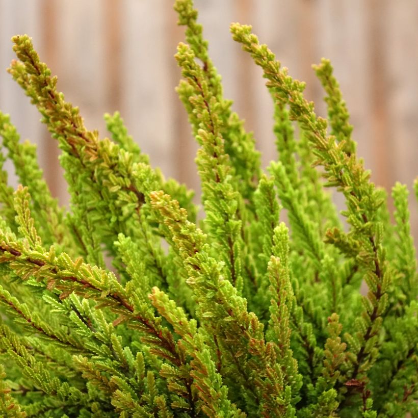 Calluna vulgaris Garden Girls Zoe - Brugo (Plant habit)