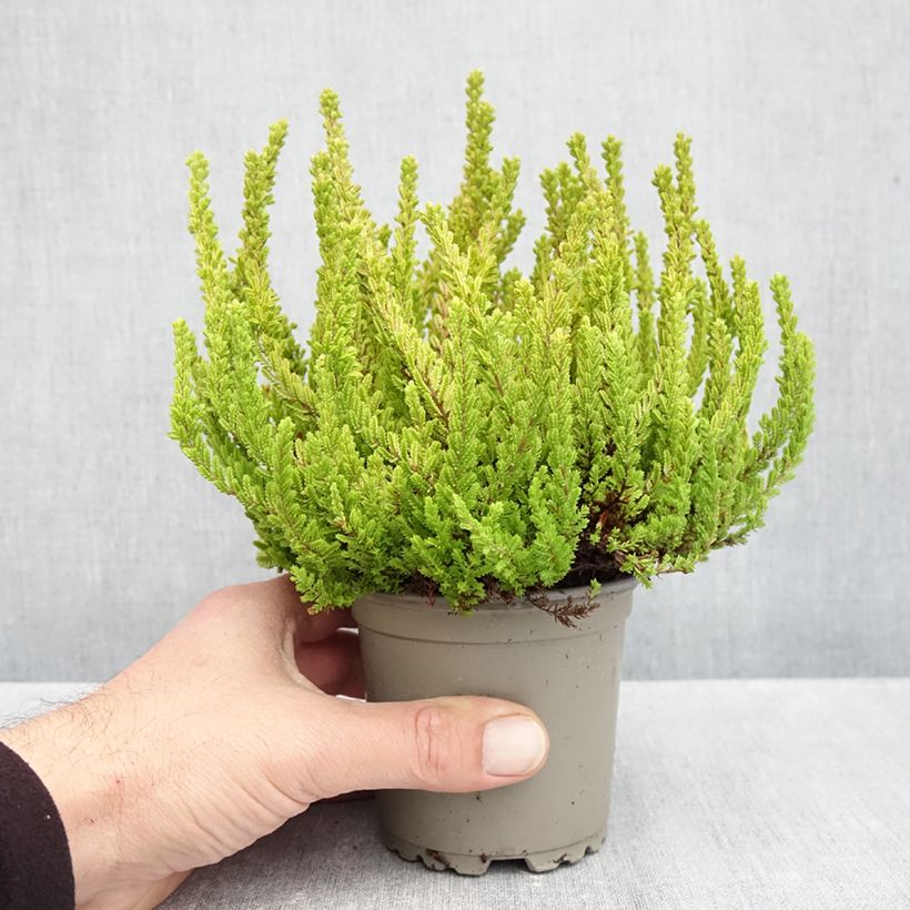 Esemplare di Calluna vulgaris Garden Girls Zoe - Brugo Vaso da 1L/1,5L come consegnato in autunno