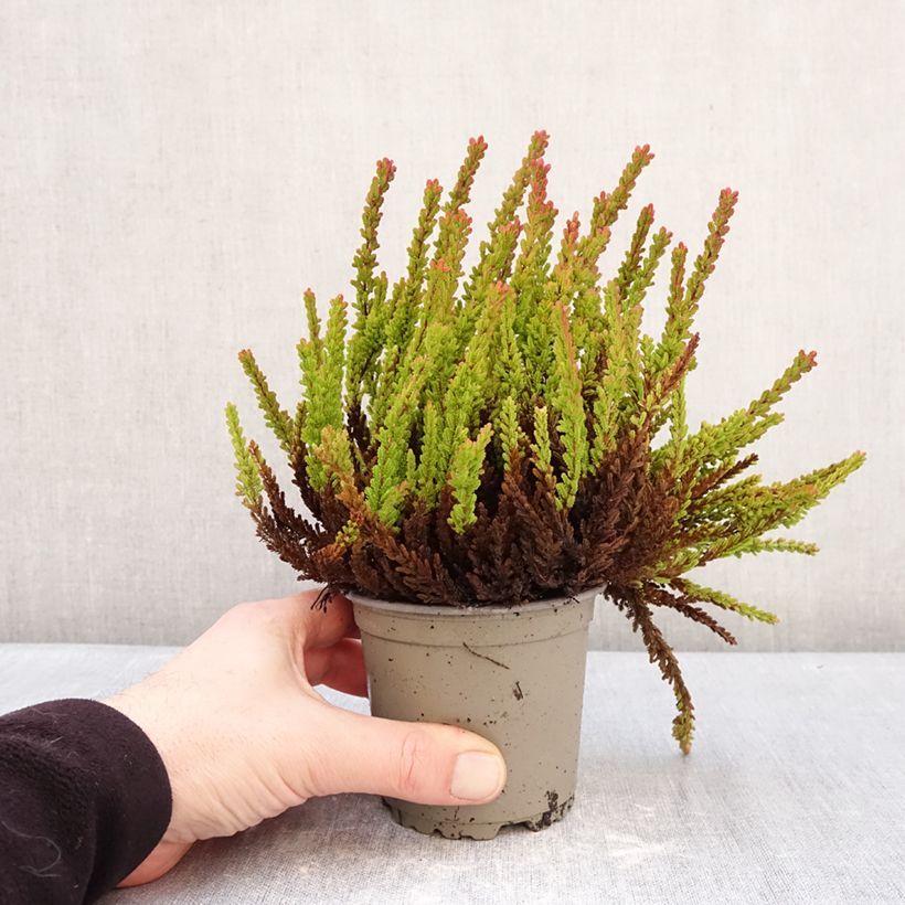 Example of Calluna vulgaris Garden Girls Zoe - Brugo Vaso da 1L/1,5L as you get in hiver