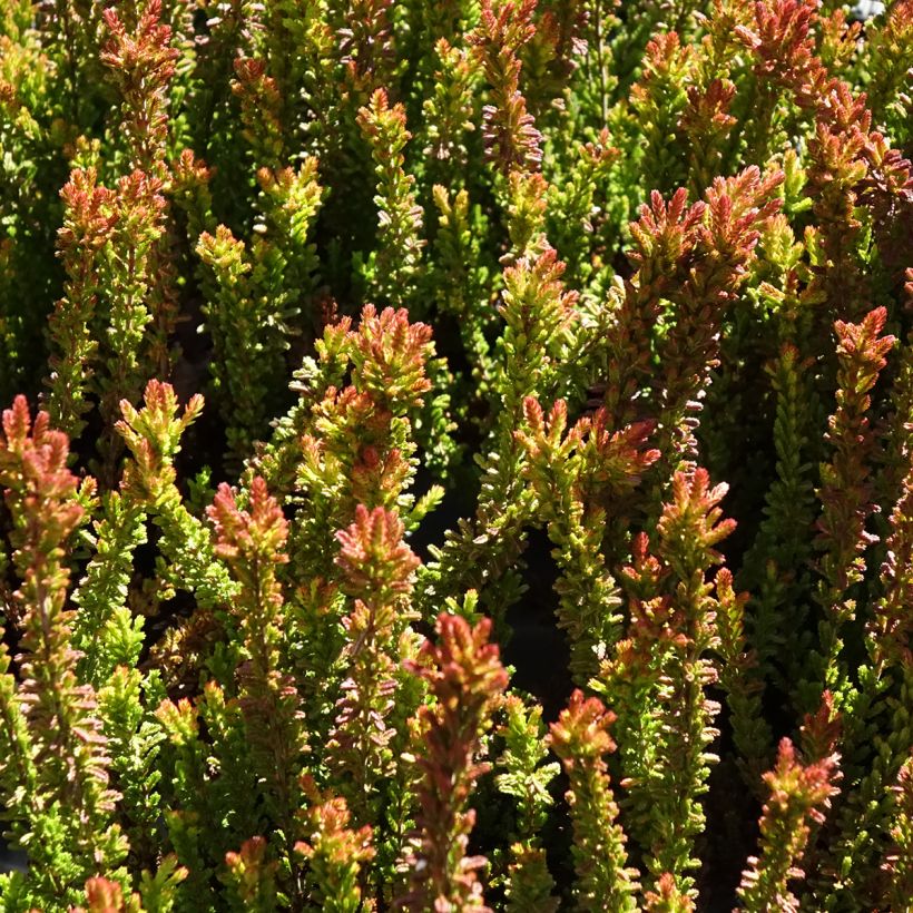 Calluna vulgaris Garden Girls Zorina - Brugo (Fogliame)