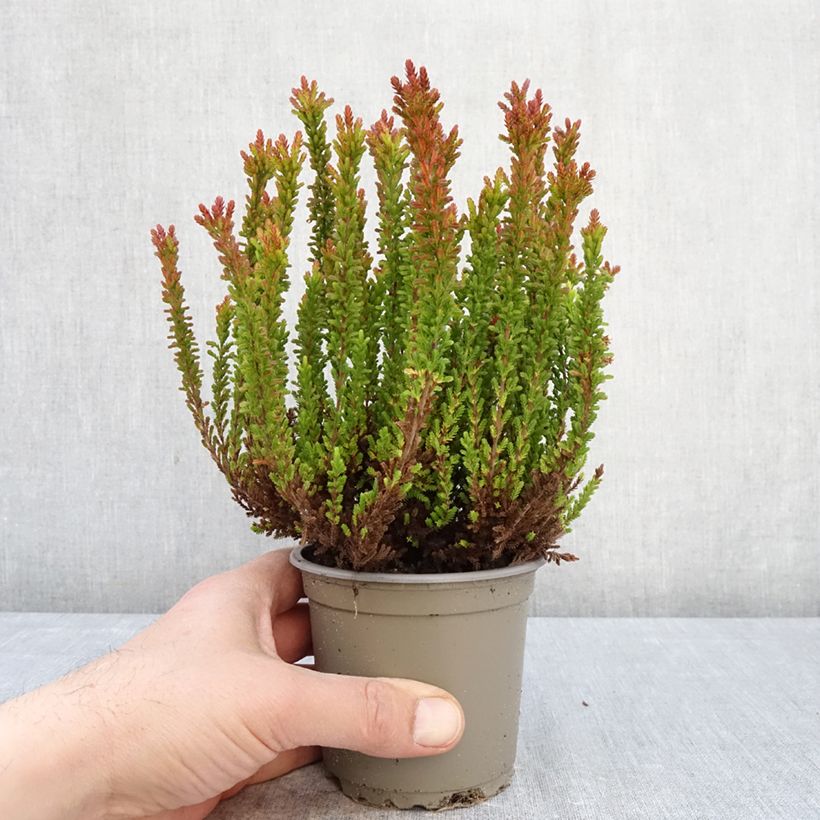 Calluna vulgaris Garden Girls Zorina - Brugo Vaso da 1L/1,5L esemplare consegnato in primavera