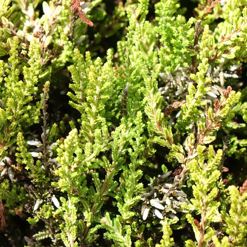 Calluna vulgaris Anouk - Brugo (Foliage)
