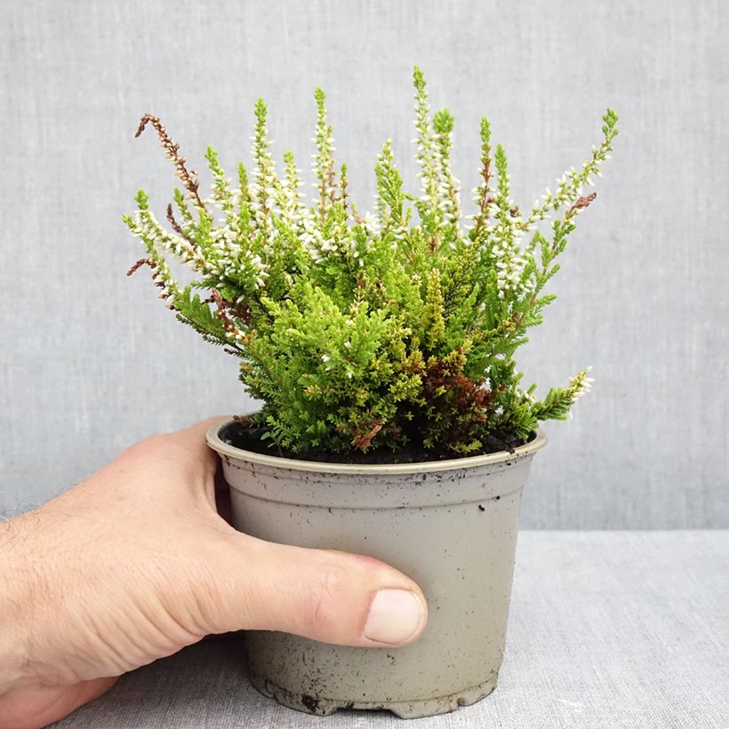 Esemplare di Calluna vulgaris Anouk - Brugo Vaso da Ø 10 cm/11 cm come consegnato in autunno