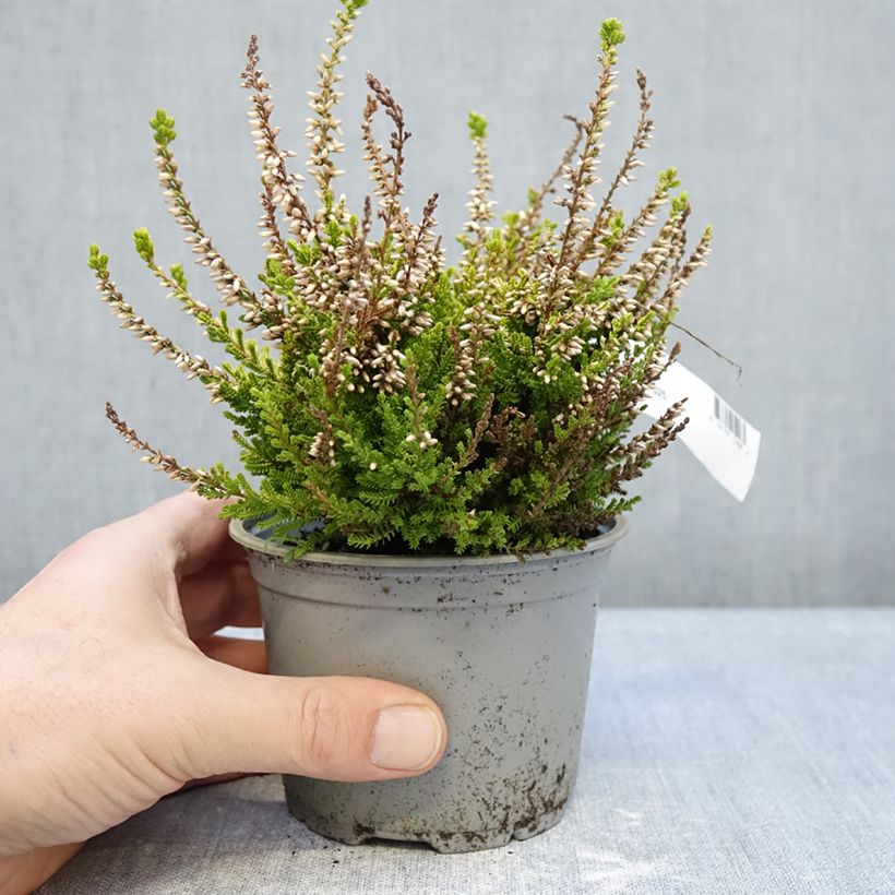 Example of Calluna vulgaris Anouk - Brugo Vaso da Ø 12 cm / 13 cm as you get in hiver