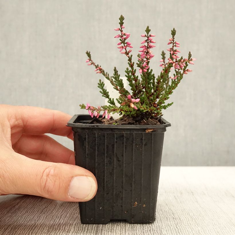 Esemplare di Bruyère d'été - Calluna vulgaris Dark Beauty Godet de 8/9 cm come consegnato in autunno