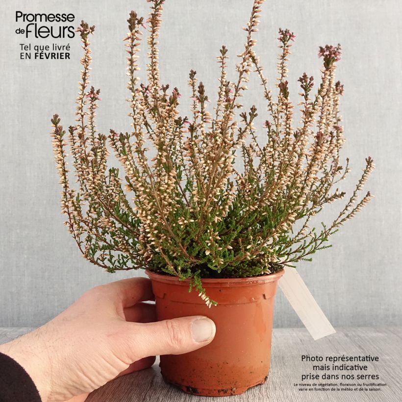 Bruyère d'été - Calluna vulgaris Marlies Pot de 1L/1,5L esemplare consegnato in inverno