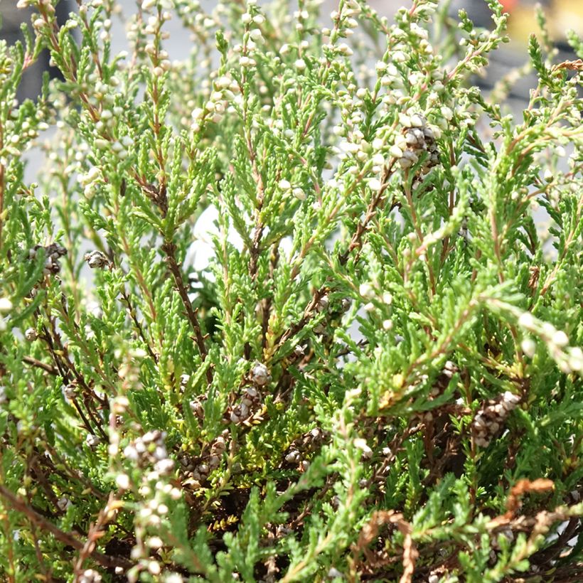Calluna vulgaris Radnor - Brugo (Fogliame)